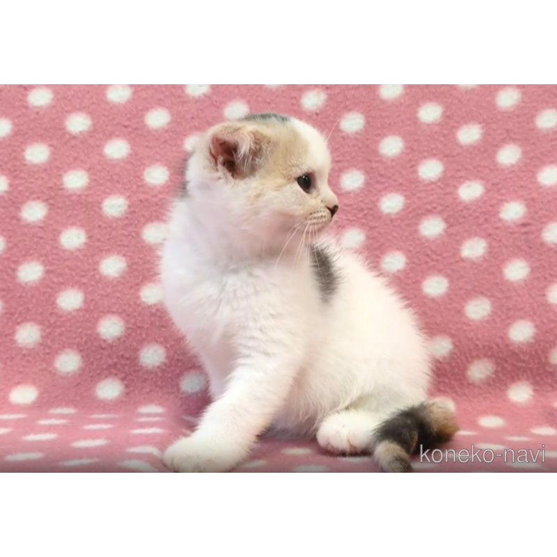 販売中の愛知県のスコティッシュフォールド(折れ耳)-121458の2枚目